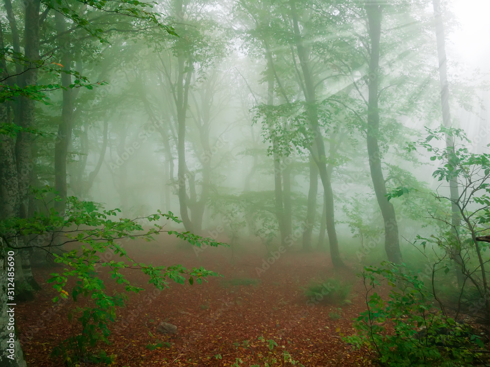 Autumn beech forest during a heavy fog