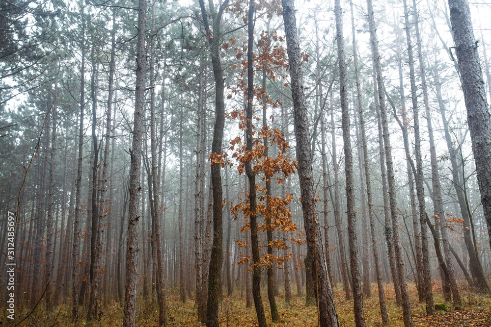 Fototapeta premium misty autumn morning in the forest