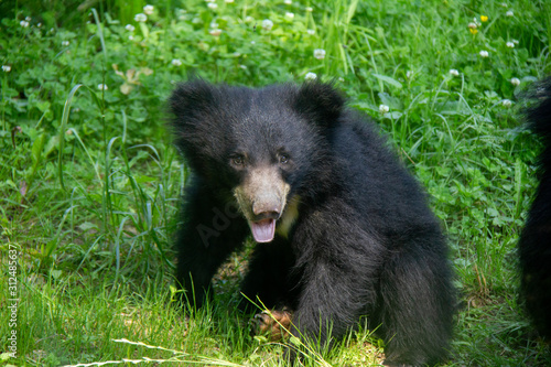 Sloth bear cub in the grass. Melursus ursinus.