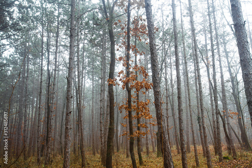 misty autumn morning in the forest
