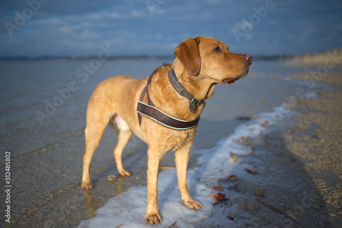 Fuchsroter Labrador Retriever am Chiemsee