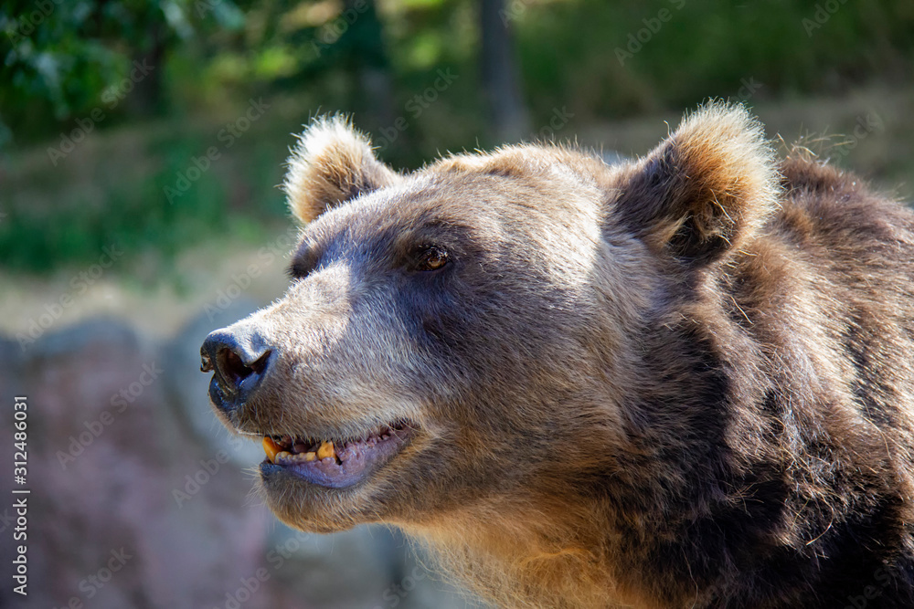 Fototapeta premium Brown bear. Ursus arctos.