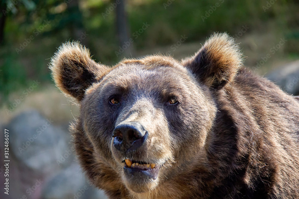 Fototapeta premium Smiling brown bear. Ursus arctos.
