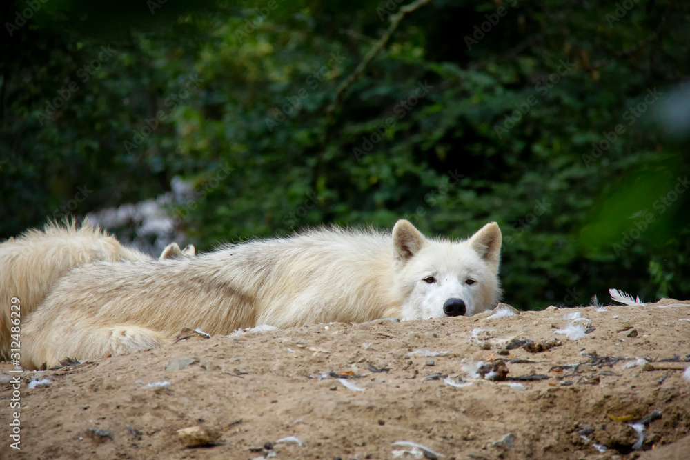 Naklejka premium Sleeping arctic wolf. Canis lupus arctos.