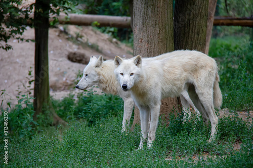 Arctic wolves. Canis lupus arctos.