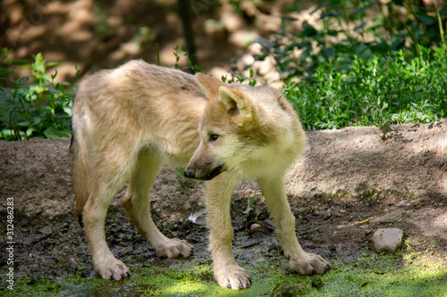 Arctic wolf cub. Canis lupus arctos. © Lucie