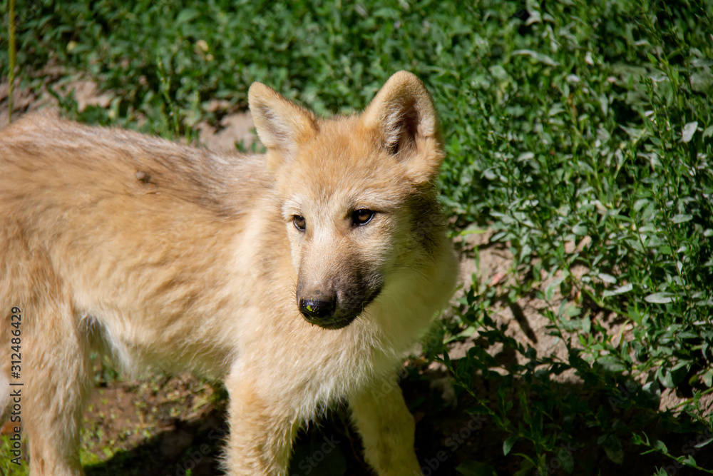 Arctic wolf cub. Canis lupus arctos.