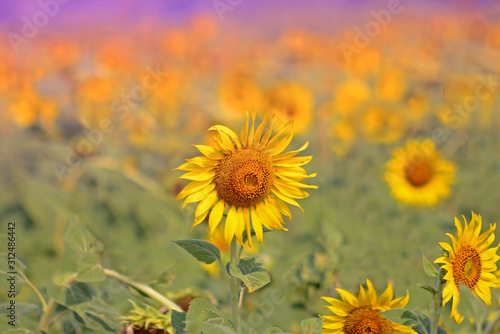 Sunflower blooming natural field  sunflowers on a background