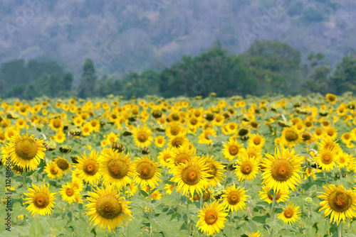 Sunflower blooming natural field sunflowers on a background