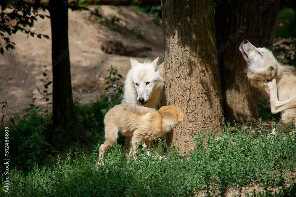Obraz premium Arctic wolf with a cub. Canis lupus arctos.
