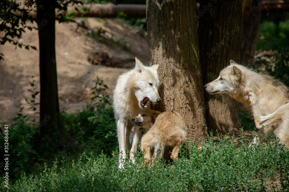 Arctic wolf with a cub. Canis lupus arctos. Arctic wolf with a cub. Canis lupus arctos.
