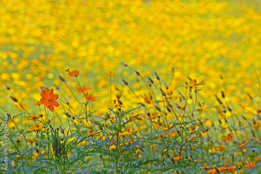 Obraz premium bloom yellow chrysanthemums daisy flower background pattern