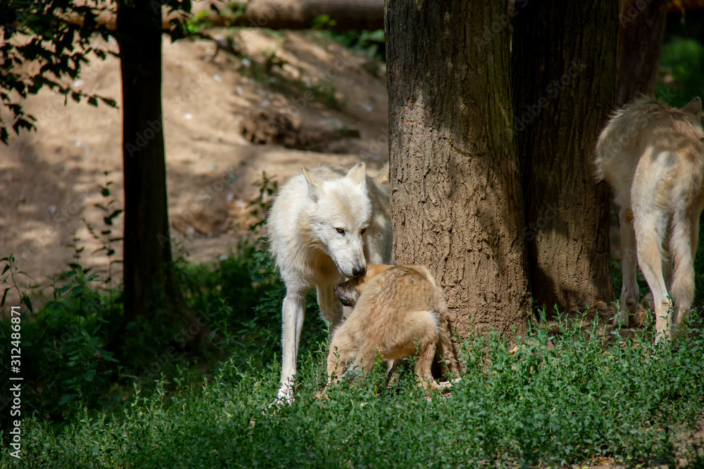 Obraz premium Arctic wolf with a cub. Canis lupus arctos.