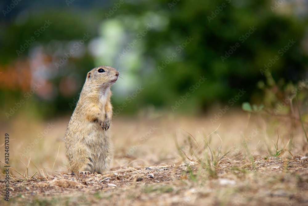 European ground squirrel standing on a field. Spermophilus citellus. Czech Republic European ground squirrel standing on a field. Spermophilus citellus. Czech Republic