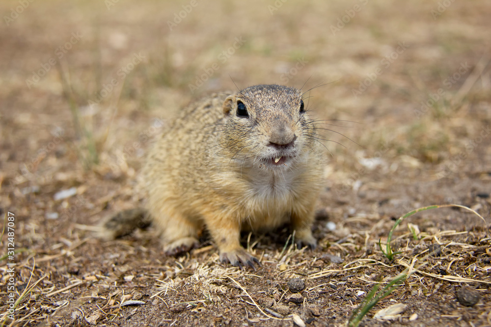 European ground squirrel in a park. Spermophilus citellus. Czech Republic European ground squirrel in a park. Spermophilus citellus. Czech Republic