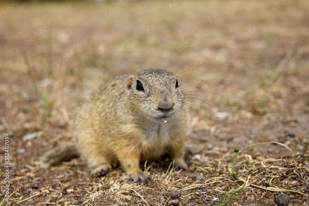 European ground squirrel on a field. Spermophilus citellus. Czech Republic European ground squirrel on a field. Spermophilus citellus. Czech Republic