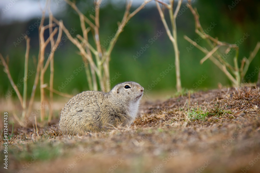 Resting european ground squirrel. Spermophilus citellus. Czech Republic Resting european ground squirrel. Spermophilus citellus. Czech Republic