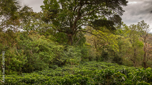 Fototapeta Naklejka Na Ścianę i Meble -  Coffee plantation, Alajuela region, Costa Rica