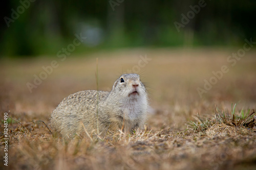 Curious european ground squirrel. Spermophilus citellus. Czech Republic