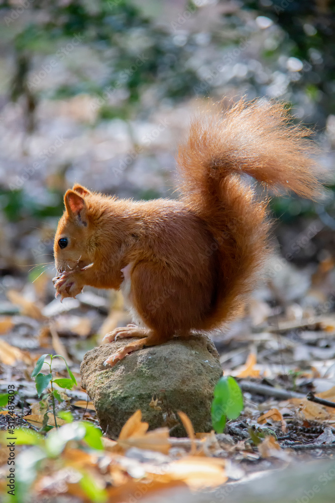 Red squirrel in forest. Sciurus vulgaris. Czech Republic Red squirrel in forest. Sciurus vulgaris. Czech Republic