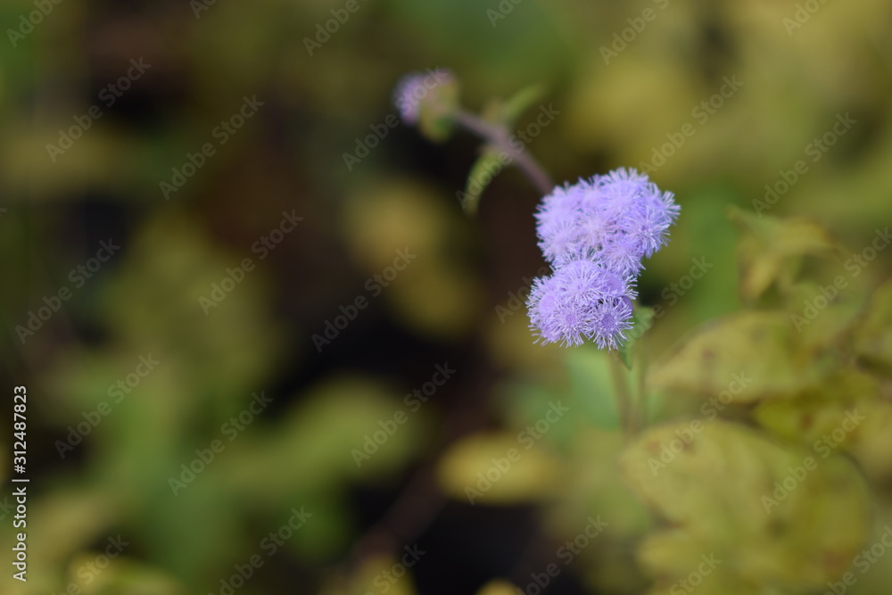 Obraz premium flower in garden