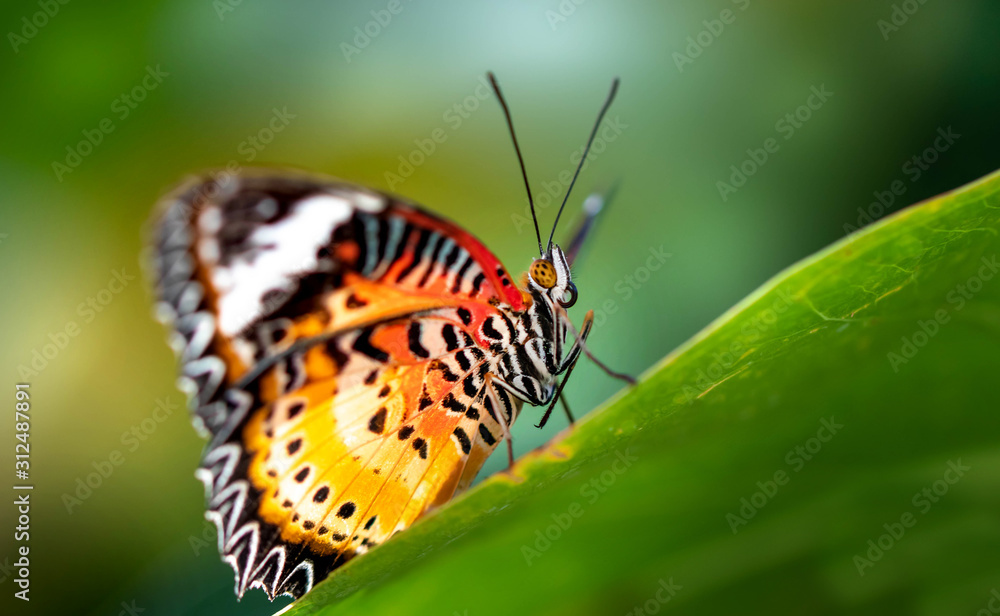 Fototapeta premium Schmetterling Portrait auf Blatt