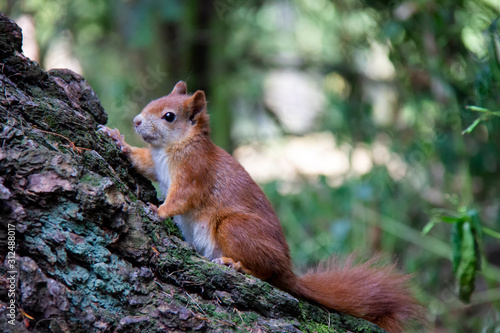 Red squirrel on a wood. Sciurus vulgaris. Czech Republic © Lucie