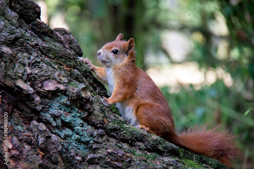 Red squirrel on a tree. Sciurus vulgaris. Czech Republic © Lucie