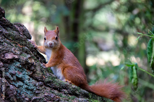 Portrait of red squirrel in forest. Sciurus vulgaris. Czech Republic © Lucie