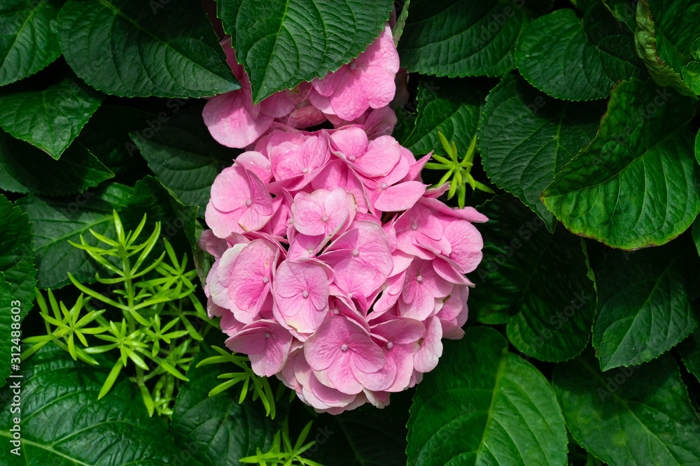Beautiful blue hydrangea or hortensia flower (Hydrangea macrophylla) in slight color variations ranging from blue to purple. Beautiful blue hydrangea or hortensia flower (Hydrangea macrophylla) in slight color variations ranging from blue to purple.