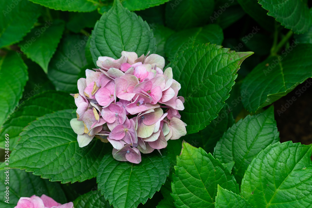 Beautiful blue hydrangea or hortensia flower (Hydrangea macrophylla) in slight color variations ranging from blue to purple. Beautiful blue hydrangea or hortensia flower (Hydrangea macrophylla) in slight color variations ranging from blue to purple.