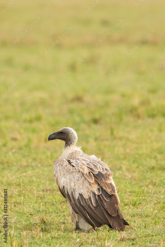 A portrait of white-backed vulture waiting in the plains of Africa inside Masai Mara National Reserve during a wildlife safari A portrait of white-backed vulture waiting in the plains of Africa inside Masai Mara National Reserve during a wildlife safari