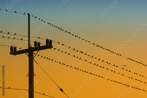 Birds perched on electric poles in colorful background
