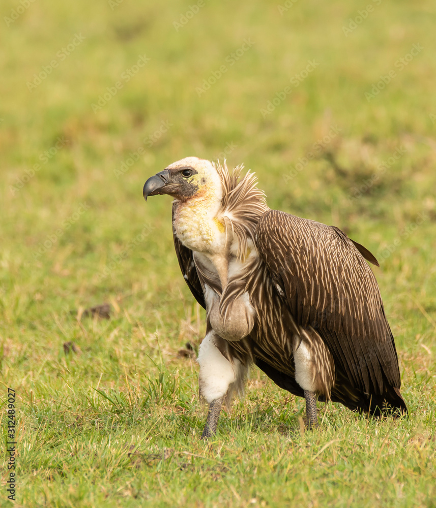 A portrait of white-backed vulture waiting in the plains of Africa inside Masai Mara National Reserve during a wildlife safari A portrait of white-backed vulture waiting in the plains of Africa inside Masai Mara National Reserve during a wildlife safari