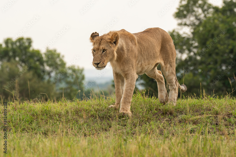 A lone lioness walking in the plains of Masai Mara National Reserve during a wildlife safari A lone lioness walking in the plains of Masai Mara National Reserve during a wildlife safari