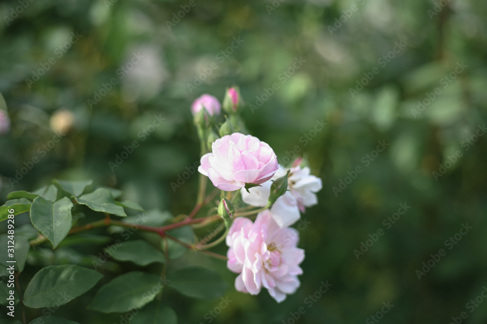 A beautiful pink rose in the garden A beautiful pink rose in the garden