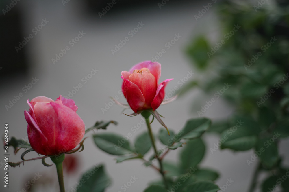 A beautiful pink rose in the garden