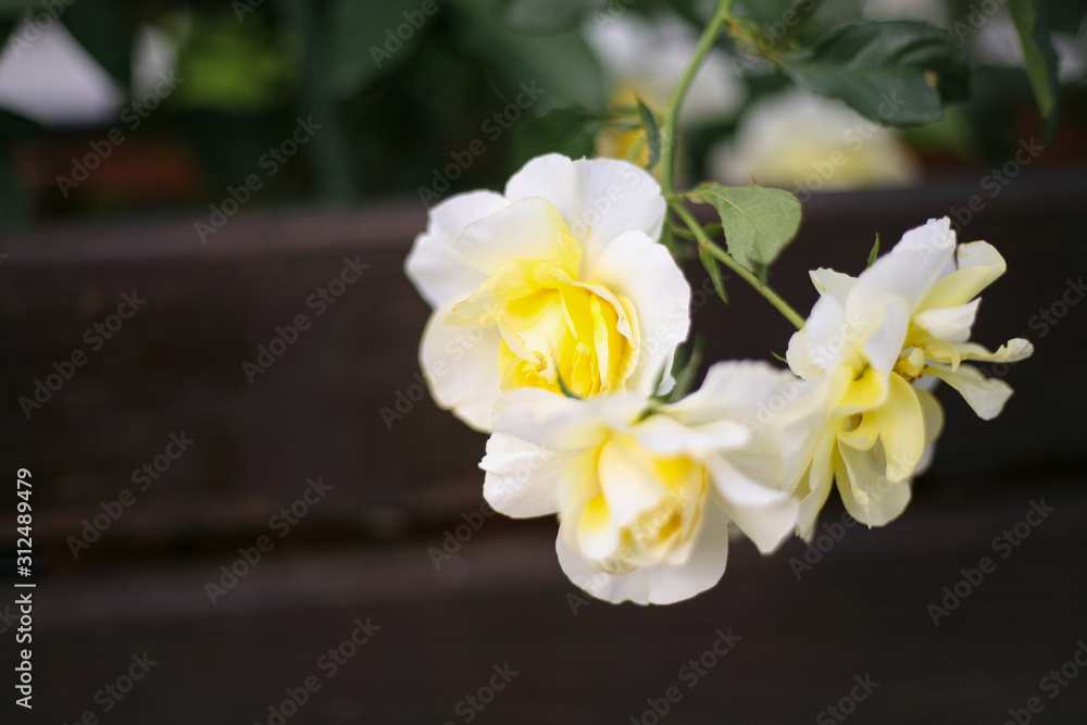 A beautiful creamy rose in the garden