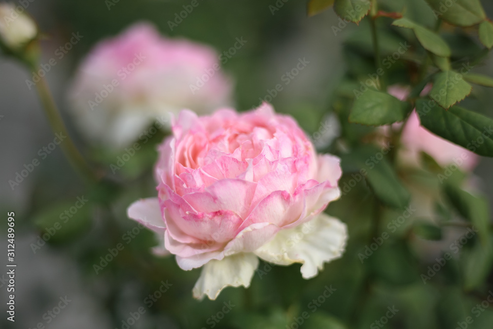 A beautiful pink rose in the garden A beautiful pink rose in the garden