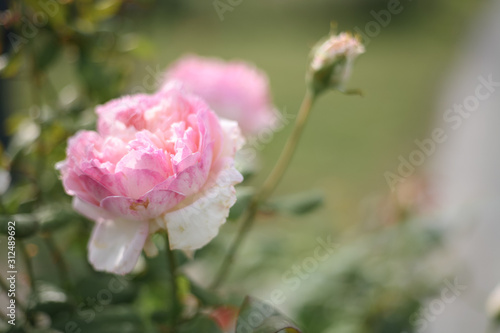 A beautiful pink rose in the garden