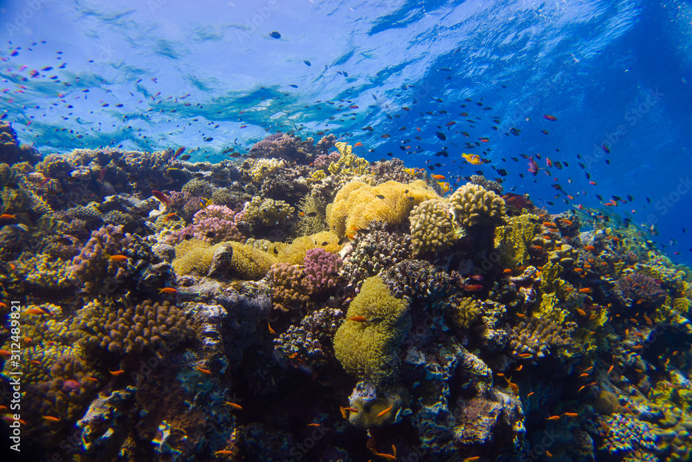 Beautiful coral reef with anemone and clown fish in the red sea