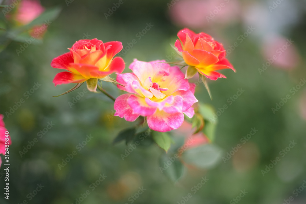 A beautiful peach orange rose in the garden A beautiful peach orange rose in the garden