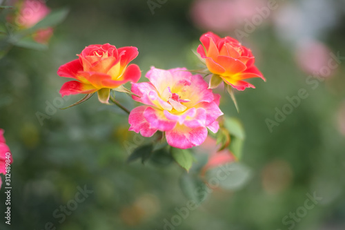 A beautiful peach orange rose in the garden © LOOKSORN