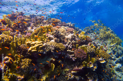 Beautiful coral reef with anemone and clown fish in the red sea