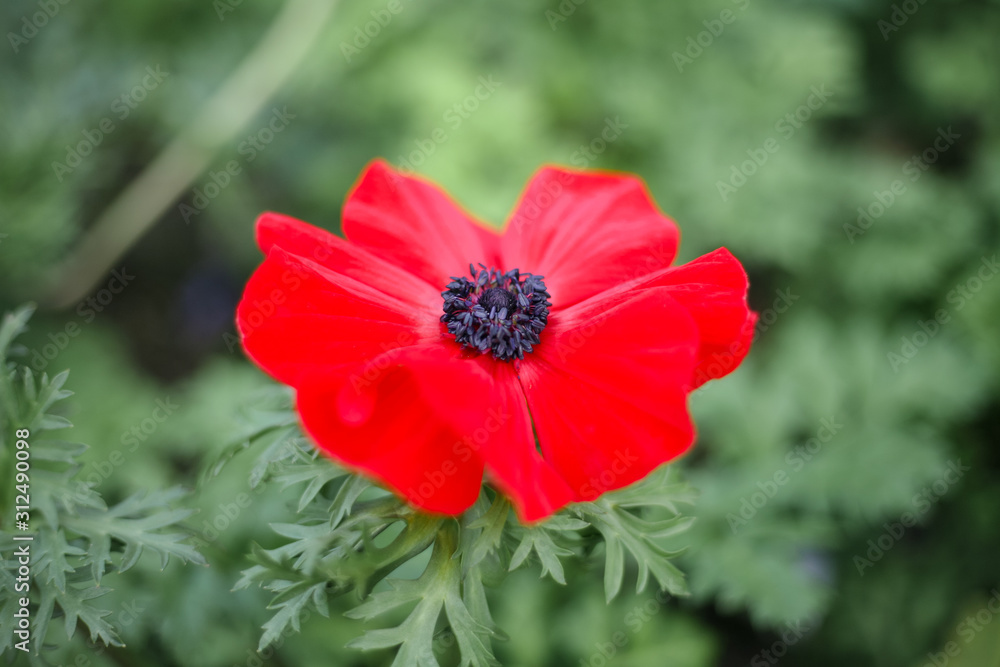 A beautiful red flower in the garden A beautiful red flower in the garden