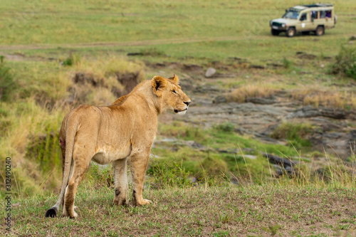 Wallpaper Mural A lone lioness walking in the plains of Masai Mara National Reserve during a wildlife safari Torontodigital.ca