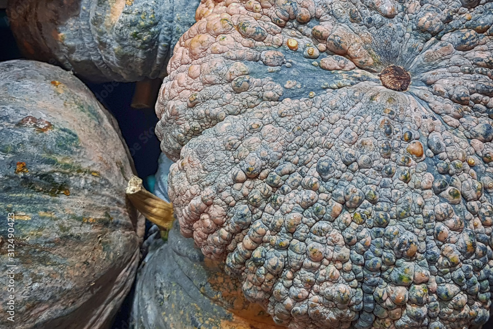 Obraz premium raw pumpkin in group texture, pile of pumpkin in market