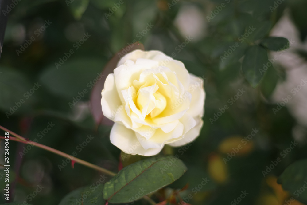 A beautiful white rose in the garden A beautiful white rose in the garden