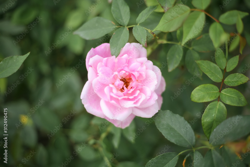 A beautiful pink rose in the garden