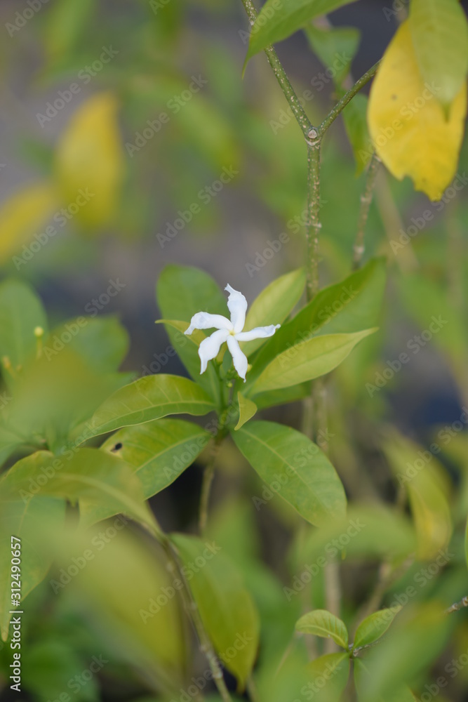 White flower in the valley